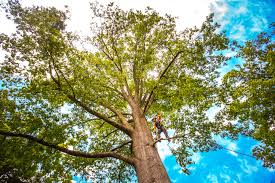 Best Tree Removal  in St Clair Shores, MI